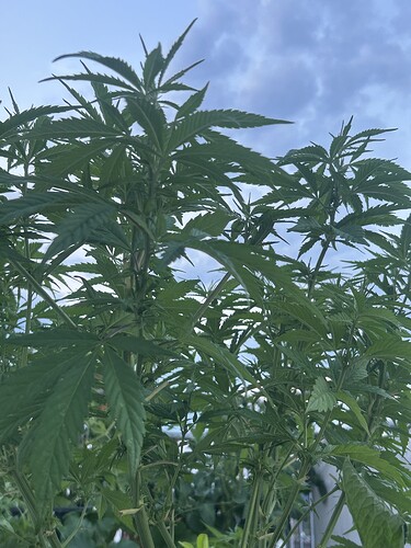 Growreport Bild 57