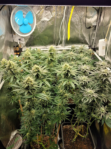 Growreport Bild 5