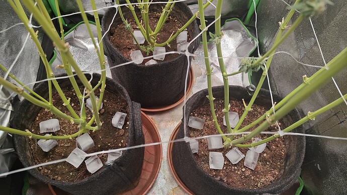 Growreport Bild 8