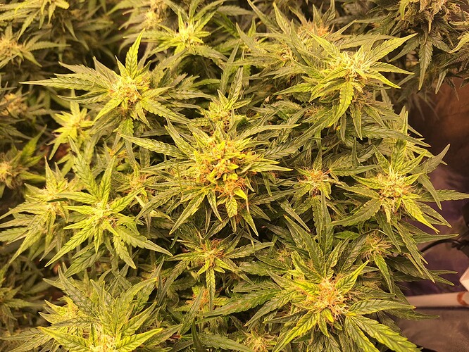 Growreport Bild 25
