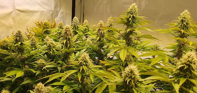 Growreport Bild 3