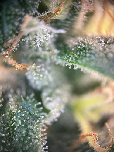 Growreport Bild 53