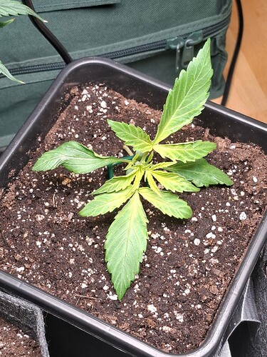 Growreport Bild 5