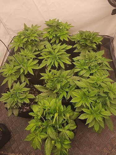 Growreport Bild 1