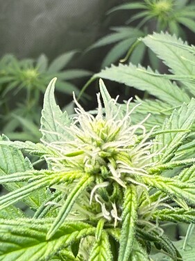 Growreport Bild 5