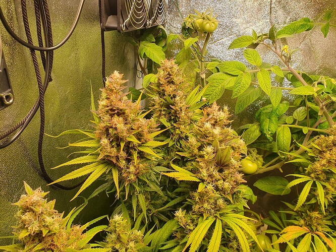 Growreport Bild 2