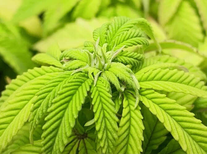 Growreport Bild 11