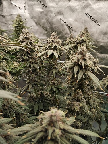 Growreport Bild 25