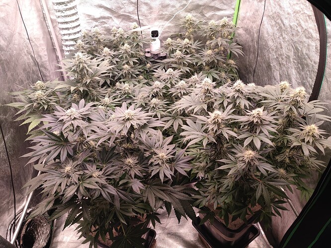 Growreport Bild 100