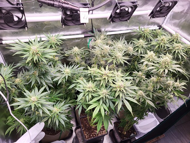 Growreport Bild 5