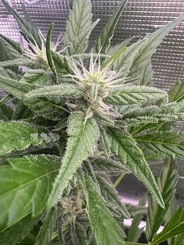 Growreport Bild 13