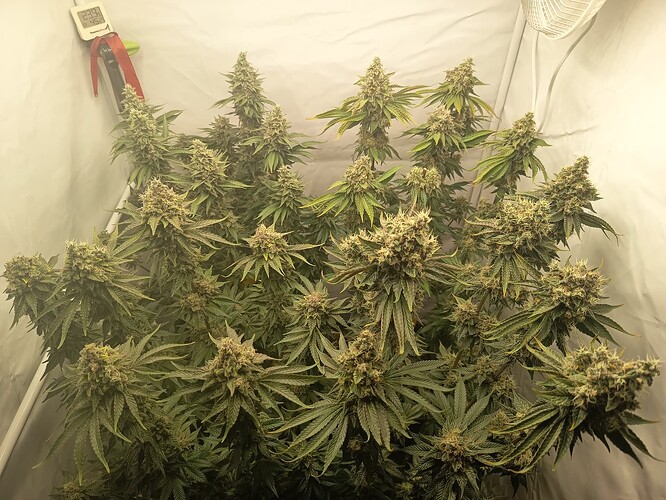 Growreport Bild 43