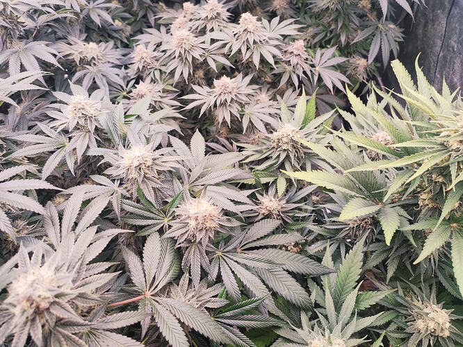 Growreport Bild 21