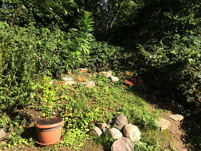 Grow26090615