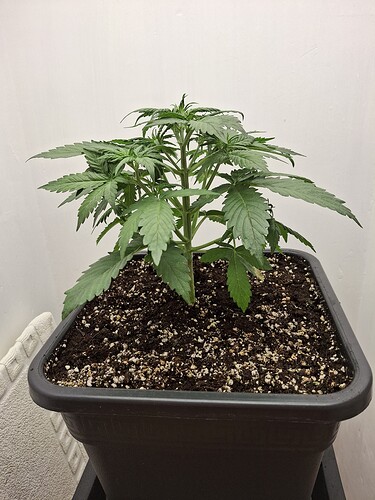 Growreport Bild 37