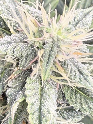Growreport Bild 5