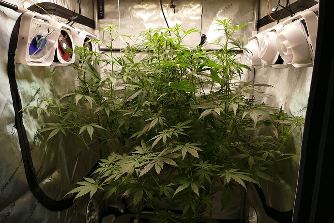 Growreport Bild 1