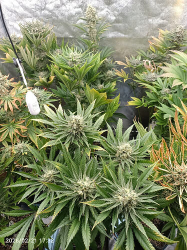 Growreport Bild 9