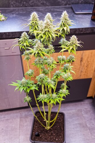 Growreport Bild 11