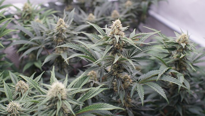 Growreport Bild 6