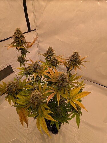 PXL_20240706_160431514