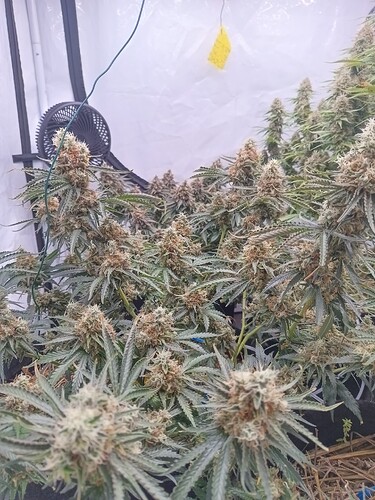 Growreport Bild 8