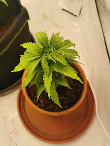 Growreport Bild 1