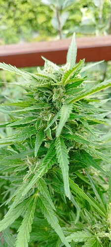 Growreport Bild 6