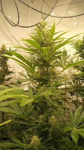 Growreport Bild 26
