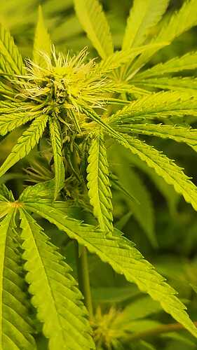 Growreport Bild 19