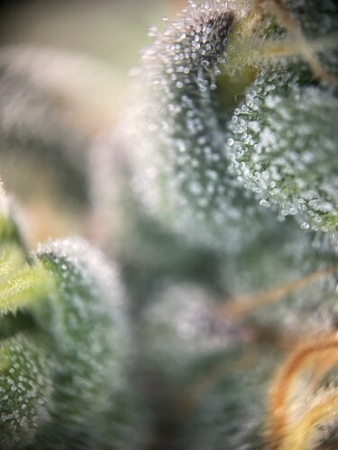 Growreport Bild 41