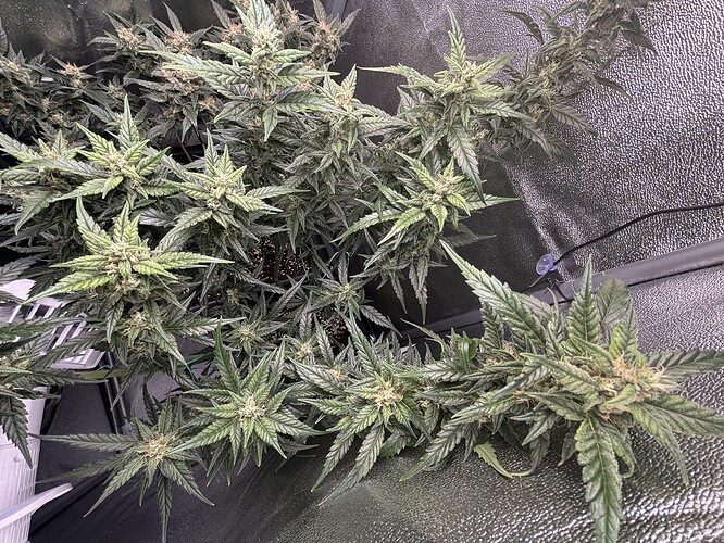 Growreport Bild 11