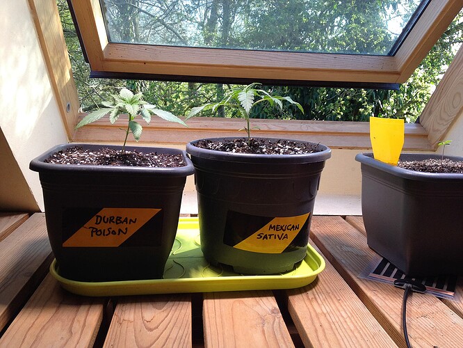 Drei Cannabis-Jungpflanzen in Töpfen auf einem Holztisch vor einem Dachfenster. Die Töpfe sind mit 'Durban Poison' und 'Mexican Sativa' beschriftet.