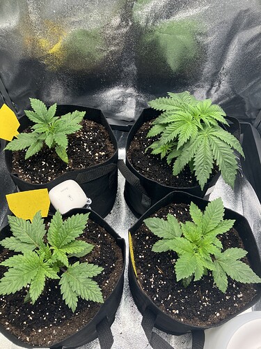 Growreport Bild 1