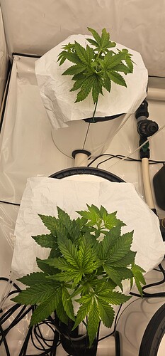 Growreport Bild 39