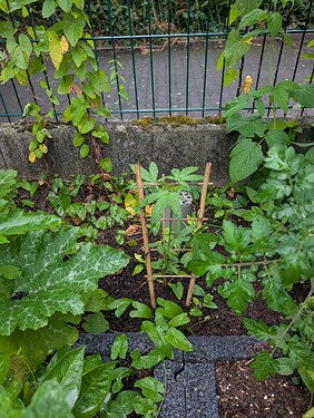 Growreport Bild 16
