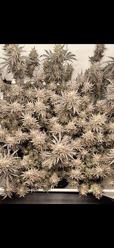 Growreport Bild 8