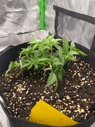 Growreport Bild 7