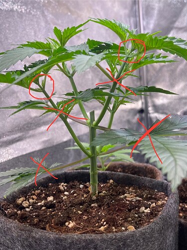 Growreport Bild 3