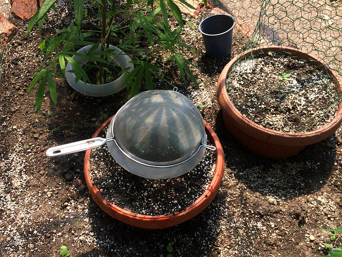 Grow26071707