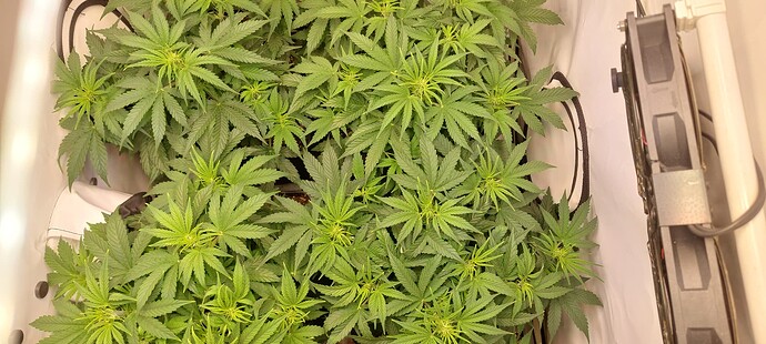 Growreport Bild 2