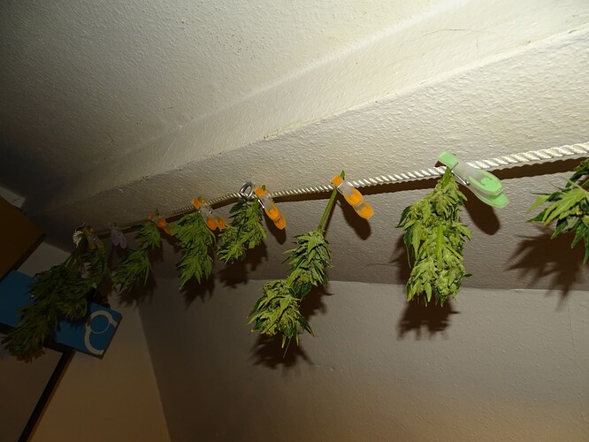 Growreport Bild 37