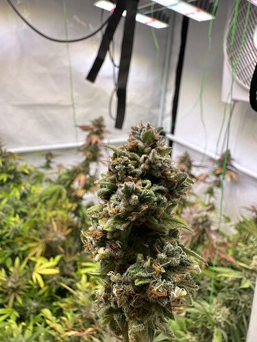 Growreport Bild 4
