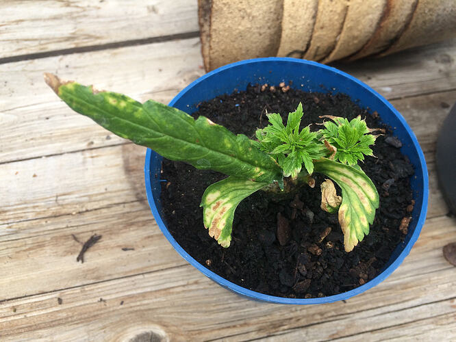 Grow26062801