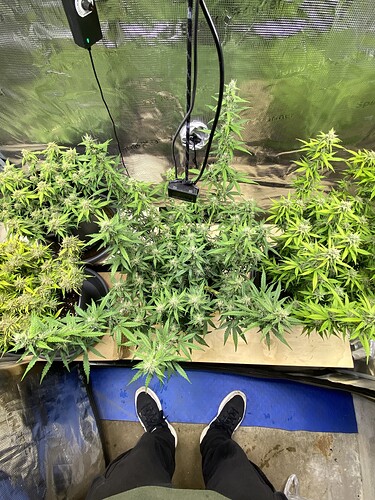 Growreport Bild 55