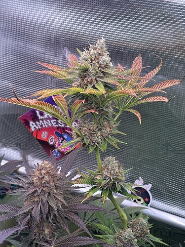 Growreport Bild 55