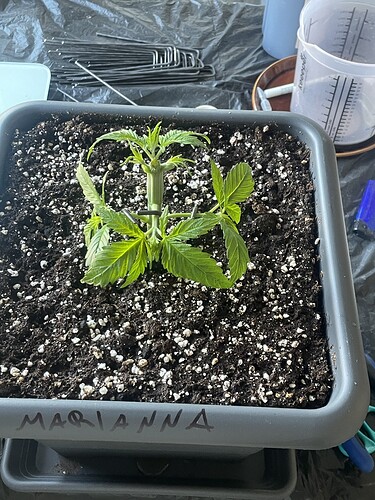 Growreport Bild 2