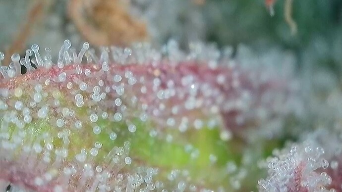 Growreport Bild 31