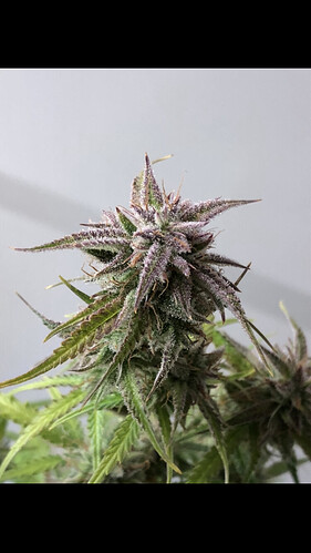 Growreport Bild 14