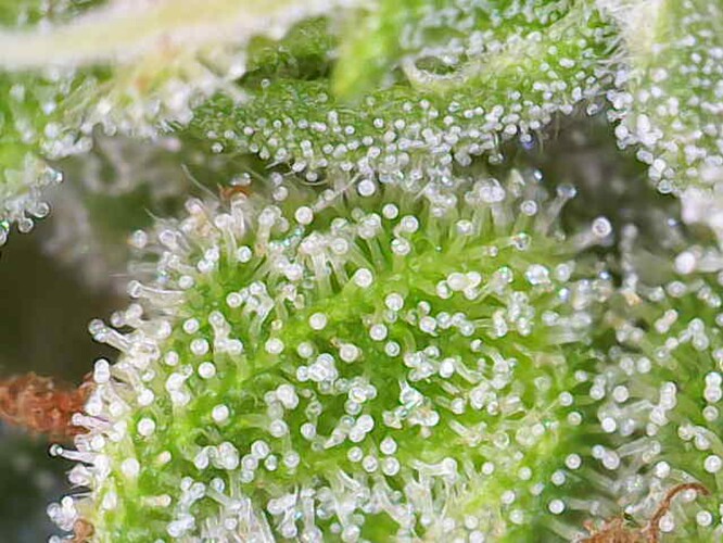 Growreport Bild 28